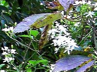 Flowers 7 River Walk